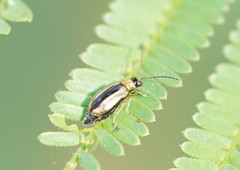 Monolepta subsuturalis