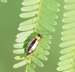 Monolepta subsuturalis