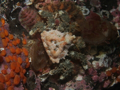 Phyllolithodes papillosus
