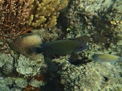 Hemiglyphidodon plagiometopon