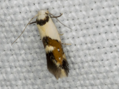 Notodryas vallata