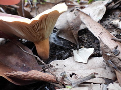 Lactifluus clarkeae