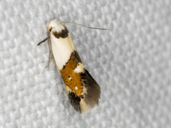 Notodryas vallata