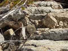 Mammillaria peninsularis
