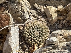 Mammillaria peninsularis