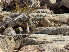Mammillaria peninsularis