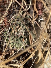Mammillaria peninsularis