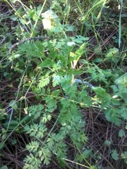 Chaerophyllum tainturieri tainturieri