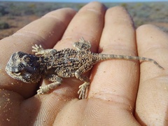 Agama hispida
