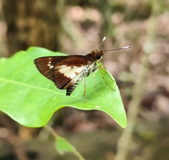 Sabera caesina