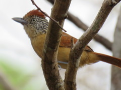 Barred Antshrike photo 1