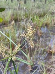 Cyperus pilosus