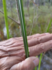Cyperus pilosus
