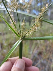 Cyperus pilosus