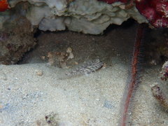 Fusigobius neophytus