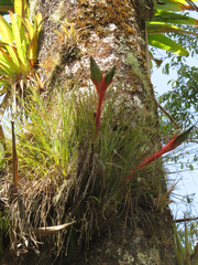 Tillandsia punctulata
