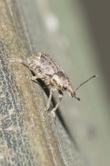 Chalepistes compressus