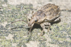 Chalepistes compressus