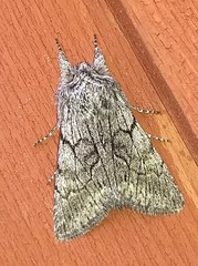 Pleromelloida