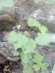 Salvia acerifolia