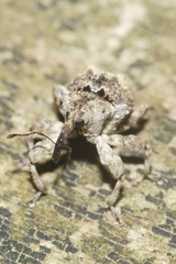 Crisius binotatus
