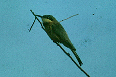 Merops pusillus