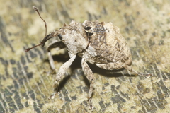 Crisius binotatus