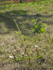 Taraxacum coreanum