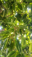 Ficus cotinifolia