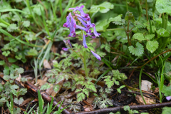 Corydalis incisa