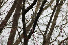 Cyanistes caeruleus