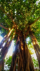 Ficus cotinifolia