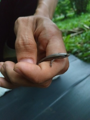 Subdoluseps bowringii