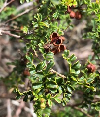 Dodonaea humilis