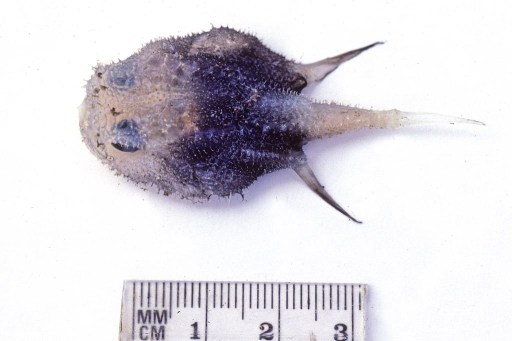 Soft seabat (Coelophrys mollis) — Ogcocephalidae