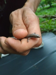 Subdoluseps bowringii