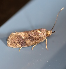 Pycnocera hypoxantha