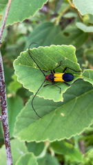 Purpuricenus laetus