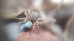 Stenaelurillus sarojinae