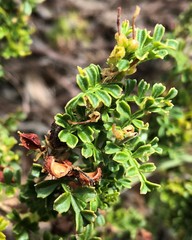 Dodonaea humilis