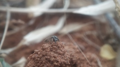 Stenaelurillus sarojinae