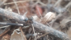 Stenaelurillus sarojinae