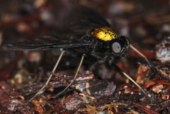 Chrysopilus davisi