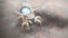 Stenaelurillus sarojinae