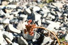 Anisotome flexuosa
