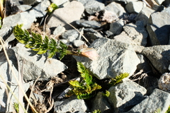 Anisotome flexuosa
