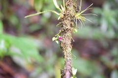 Brachionidium ingramii