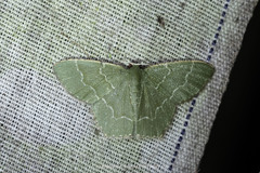 Maxates hemitheoides-lactipuncta-microdonta