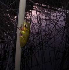 Litoria cooloolensis