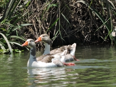 Anser anser domesticus